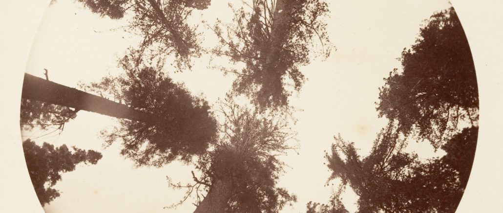 Carleton E. Watkins, "Looking up Among the Sugar Pines - Calaveras Grover," photograph, ca. 1878, Gilman Collection, Gift of the Howard Gilman Foundation, 2005, The Metropolitan Museum of Art.