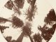 Carleton E. Watkins, "Looking up Among the Sugar Pines - Calaveras Grover," photograph, ca. 1878, Gilman Collection, Gift of the Howard Gilman Foundation, 2005, The Metropolitan Museum of Art.
