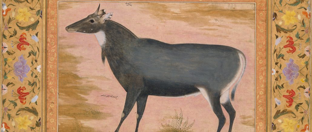 Mansur, "Study of a Nilgai (Blue Bull)," Folio from the Shah Jahan Album, album leaf, ca. 1550, Purchase, Rogers Fund and The Kevorkian Foundation Gift, 1955, The Metropolitan Museum of Art.