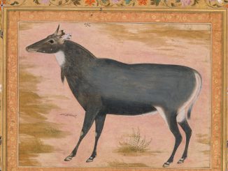 Mansur, "Study of a Nilgai (Blue Bull)," Folio from the Shah Jahan Album, album leaf, ca. 1550, Purchase, Rogers Fund and The Kevorkian Foundation Gift, 1955, The Metropolitan Museum of Art.